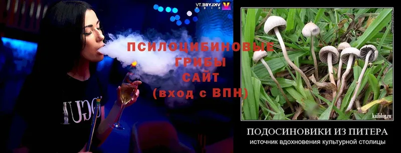 купить наркоту  Новокузнецк  Галлюциногенные грибы Psilocybe 